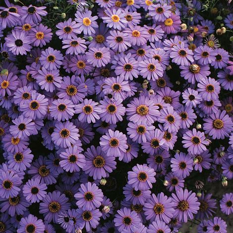 Brachycome Purple Splendour Flower Seeds
