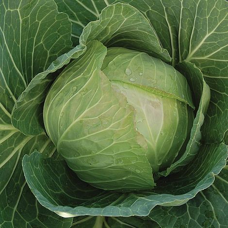 Cabbage Cabbice F1 Hybrid Vegetable Seeds
