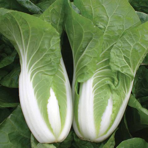 Cabbage Chinese Natsuki F1 Hybrid Seeds