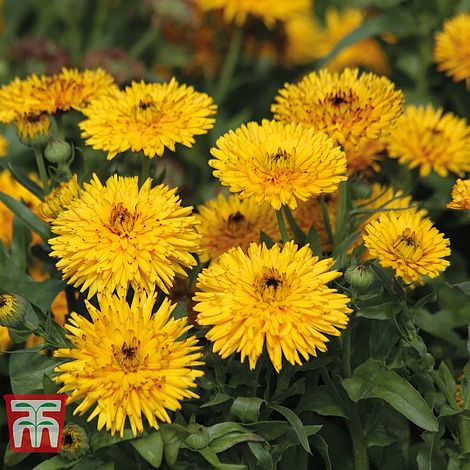 Calendula Calexis Yellow Flower Seeds