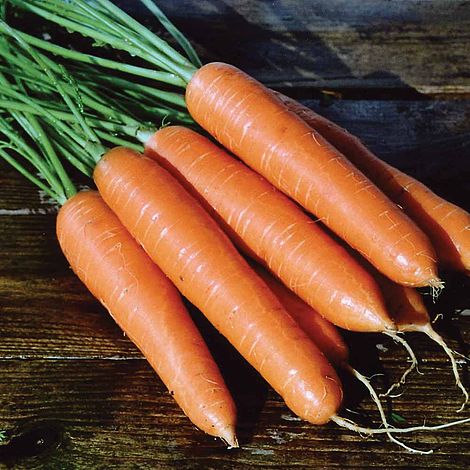 Carrot Eskimo Seeds