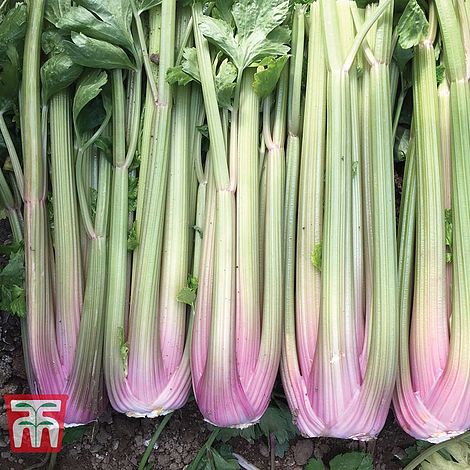 Celery Blush (Self-Blanching) Seeds