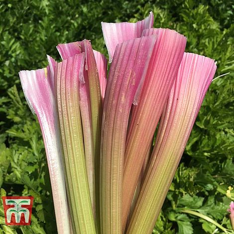 Celery Blush (Self-Blanching) Seeds