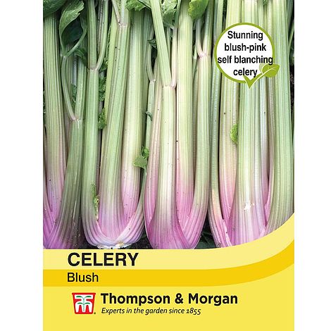 Celery Blush (Self-Blanching) Seeds