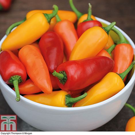 Pepper Chilli Fresno Mix F1 Hybrid Vegetable Seeds