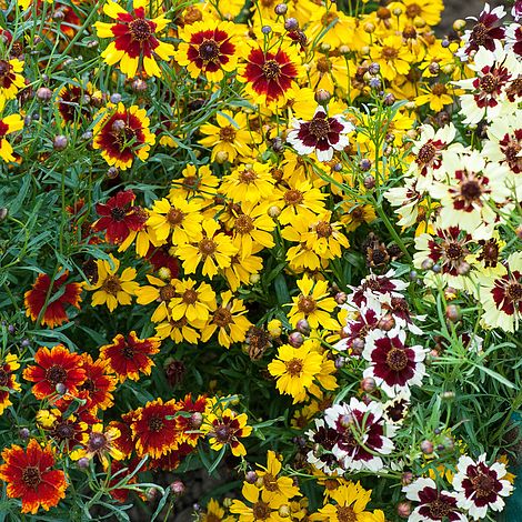 Coreopsis Incredible Dwarf Mixed Flower Seeds