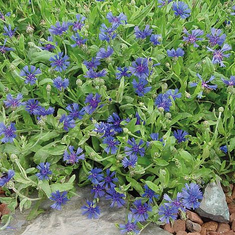 Cornflower Trailing Blue Carpet Flower Seeds