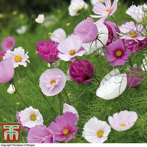 Cosmos Cups & Saucers Mixed Flower Seeds