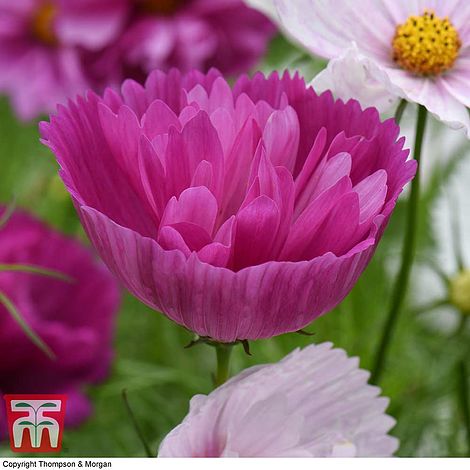 Cosmos Cups & Saucers Mixed Flower Seeds