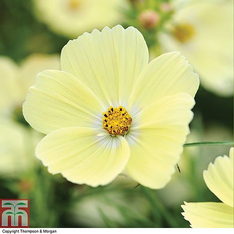 Cosmos Lemonade Flower Seeds