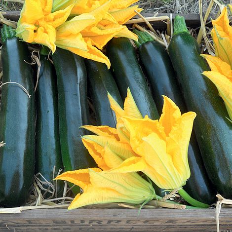 Courgette British Summertime F1 Hybrid Vegetable Seeds