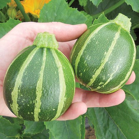 Courgette Eclipse F1 Hybrid Vegetable Seeds