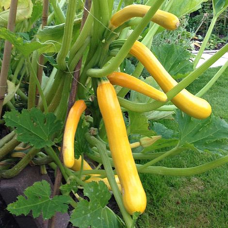 Courgette Shooting Star Vegetable Seeds