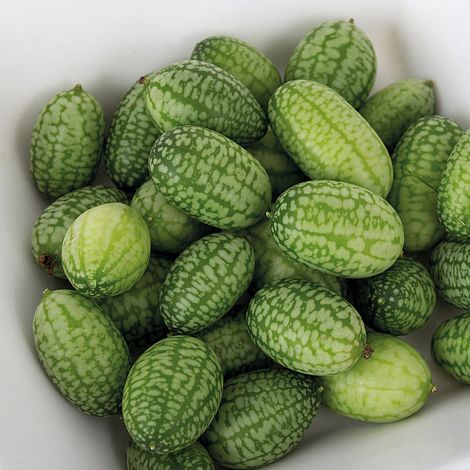 Cucamelon Seeds