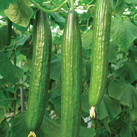 Cucumber Bella F1 Hybrid Seeds