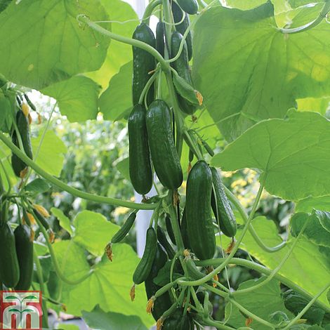 Cucumber Nimrod F1 Hybrid Vegetable Seeds