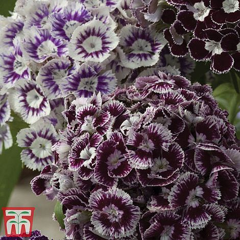 Dianthus Purple Crown Flower Seeds