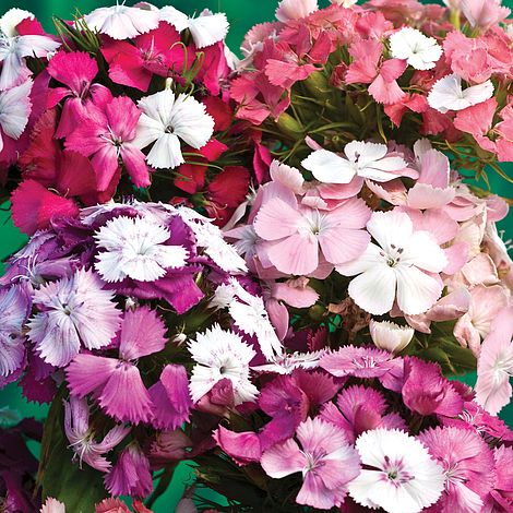 Sweet William (Dianthus) Kaleidoscope Mixed Flower Seeds