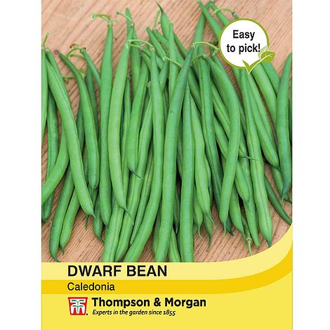 Dwarf Bean Caledonia Seeds