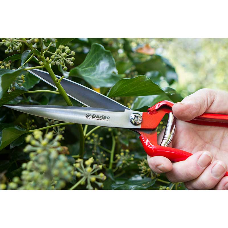 Shears Perennial