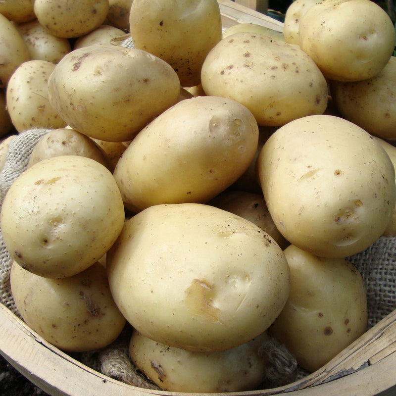 Estima Second Early Seed Potatoes 2kg