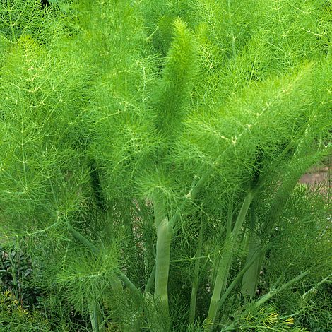 Fennel Herb Seeds