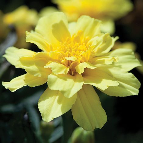 alumia vanilla cream marigold seeds Marigold Alumia Vanilla Cream (French) Flower Seeds