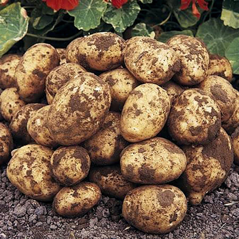 Foremost First Early Seed Potatoes 2kg