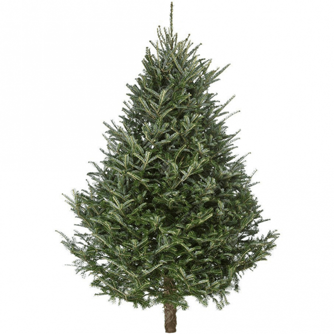 Fraser Fir Christmas Tree PREMIUM 5-6ft