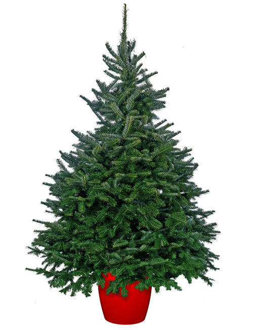 Fraser Fir Pot Grown 100/125cm
