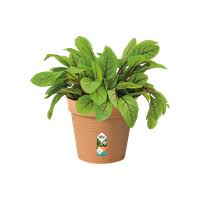 Green Basics Growpot 11cm MILD TERRA