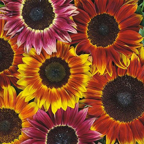 Sunflower Harlequin Mix F1 Hybrid Flower Seeds