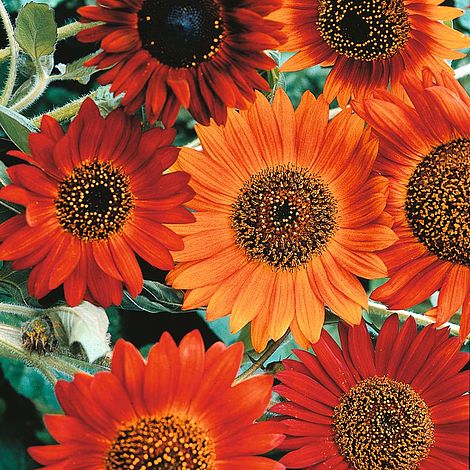 Sunflower Earth Walker Flower Seeds