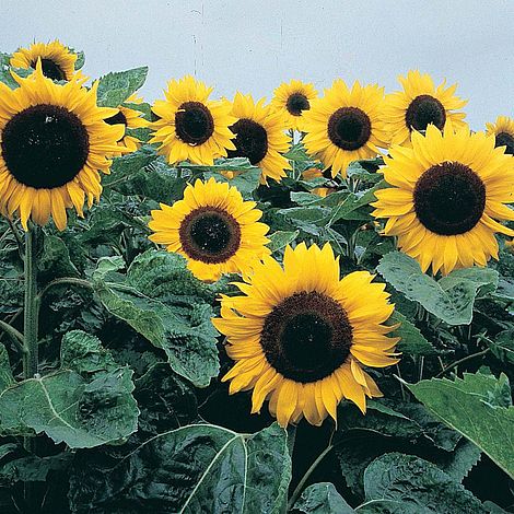 Sunflower Elite Sun F1 Hybrid Flower Seeds
