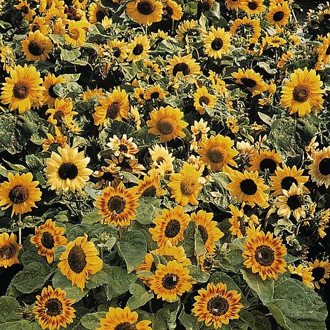 Sunflower Music Box Flower Seeds