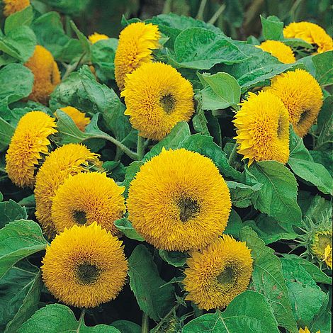 Sunflower Teddy Bear Flower Seeds