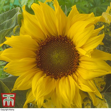 Sunflower Sunspot Flower Seeds