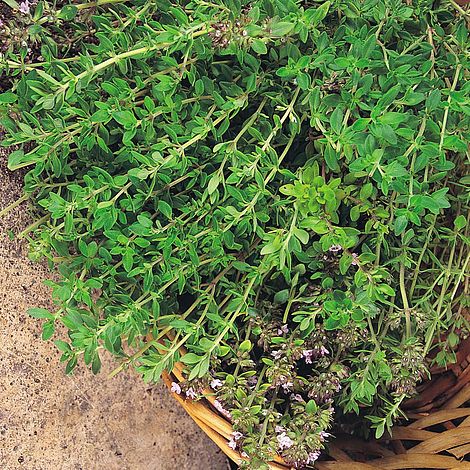 Thyme Olde English Herb Seeds