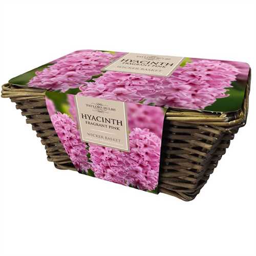 Hyacinth Pink in Large Wicker Basket