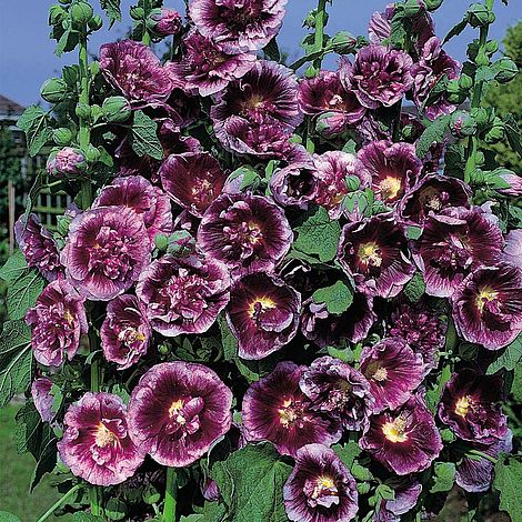 Hollyhock Creme de Cassis Flower Seeds