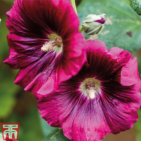 Hollyhock Creme de Cassis Flower Seeds