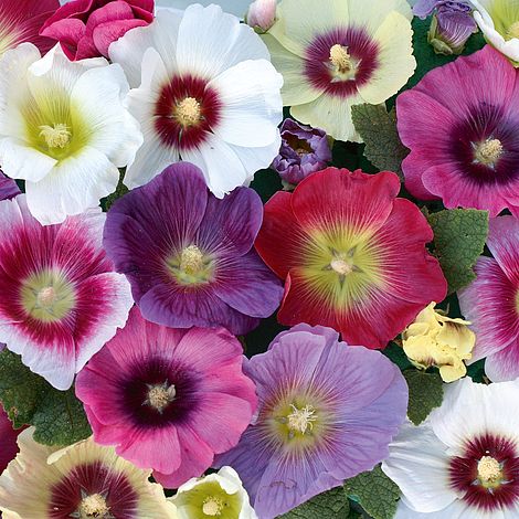 Hollyhock Halo Mixed Flower Seeds