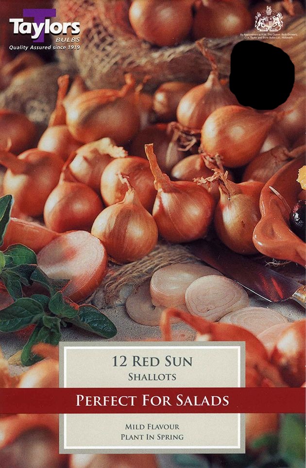 Shallot Sets Red Sun - 12 Sets