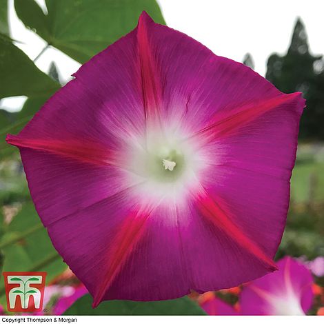 Morning Glory Party Dress Flower Seeds
