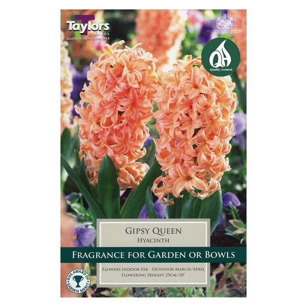 Hyacinth Gipsy Queen