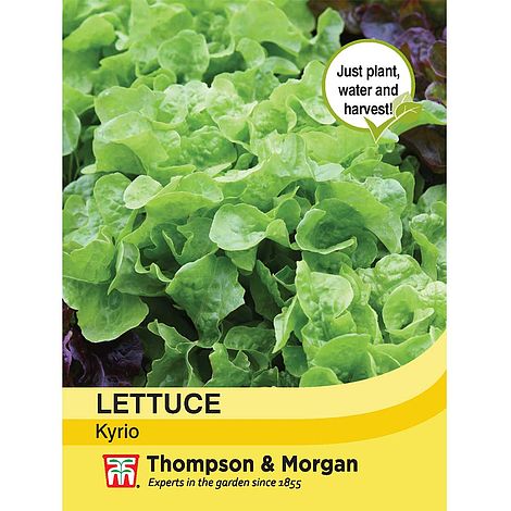 Lettuce Kyrio Seeds