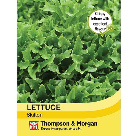 Lettuce Skilton Seeds