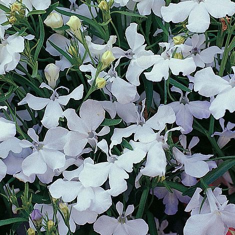 Lobelia (Trailing) White Cascade Flower Seeds