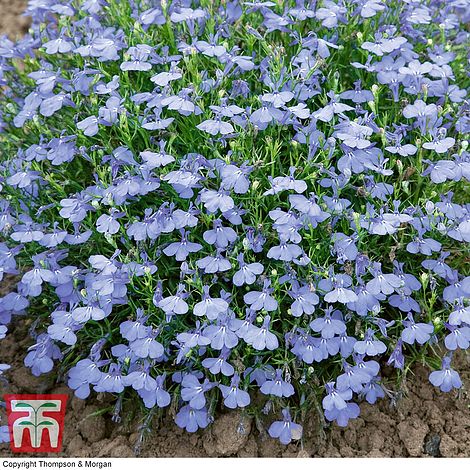 Lobelia Cambridge Blue Flower Seeds