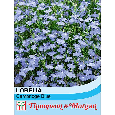 Lobelia Cambridge Blue Flower Seeds